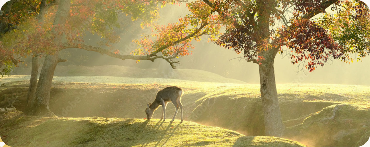 奈良の鹿と風景