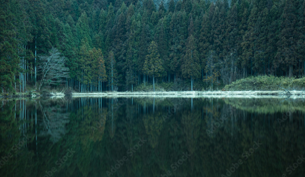 奈良の池と木々
